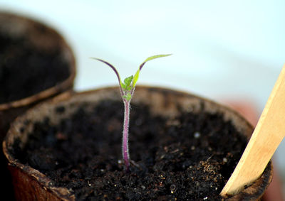 Tomato seedling, new life, living the good life being self sufficient, allotment life.