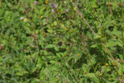 Close-up of plant