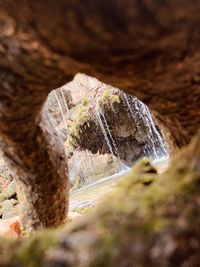 Close-up of rock formation on tree trunk