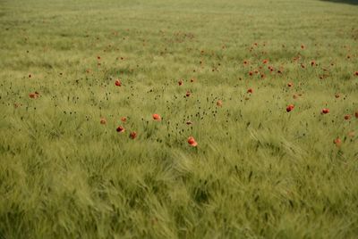 Close-up of poppies on field