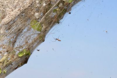 High angle view of insect on water