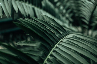 Green tropical background. natural exotic palm leaves