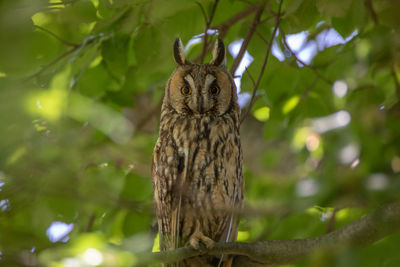 Portrait of owl perching on tree