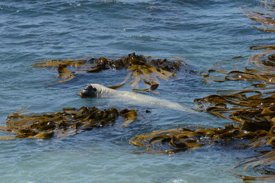 High angle view of duck swimming in sea