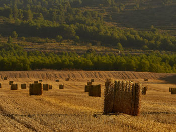 Hay bales on field against trees