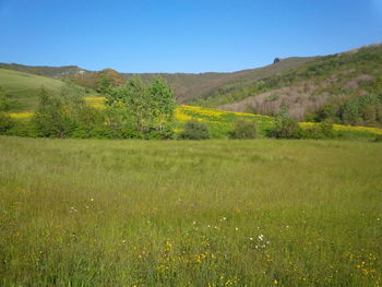 Scenic view of agricultural field against clear blue sky