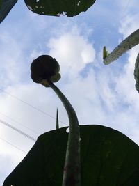 Low angle view of lizard on tree against sky