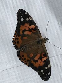 Close-up of butterfly