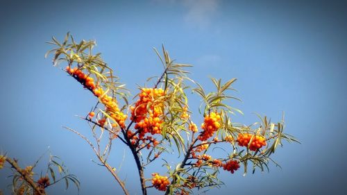 Low angle view of orange flowers against clear sky