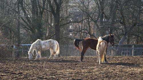 Horses standing in ranch