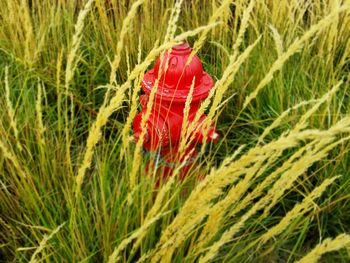 Close-up of red plant on field