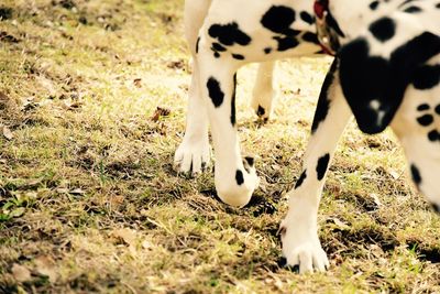 Dog on field