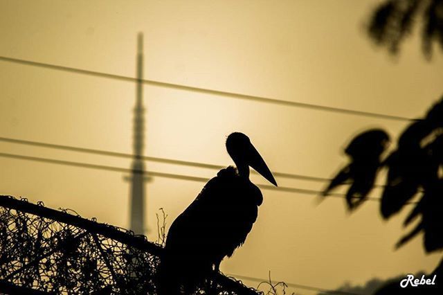 silhouette, bird, animals in the wild, animal themes, sunset, low angle view, wildlife, perching, clear sky, sky, one animal, dusk, power line, cable, outdoors, connection, street light, nature, outline, full length