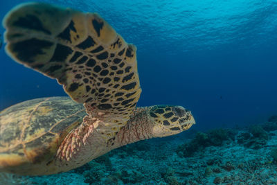 Turtle swimming in sea