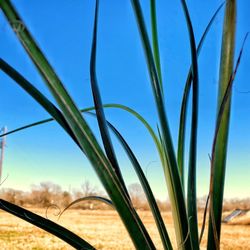 Close-up of plants growing on field against sky