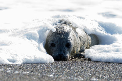 Portrait of seal on beach