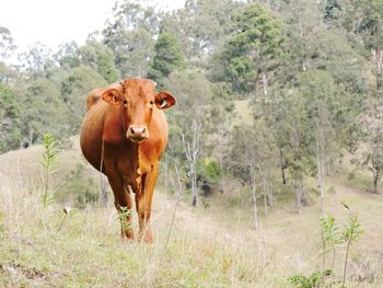 Portrait of cow walking on field