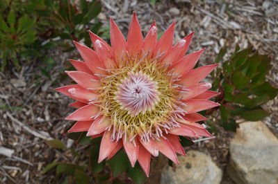 Close-up of flower against blurred background