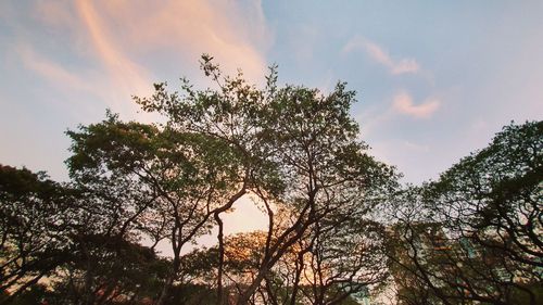 Low angle view of silhouette tree against sky during sunset