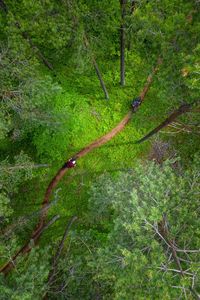 Tree growing in forest