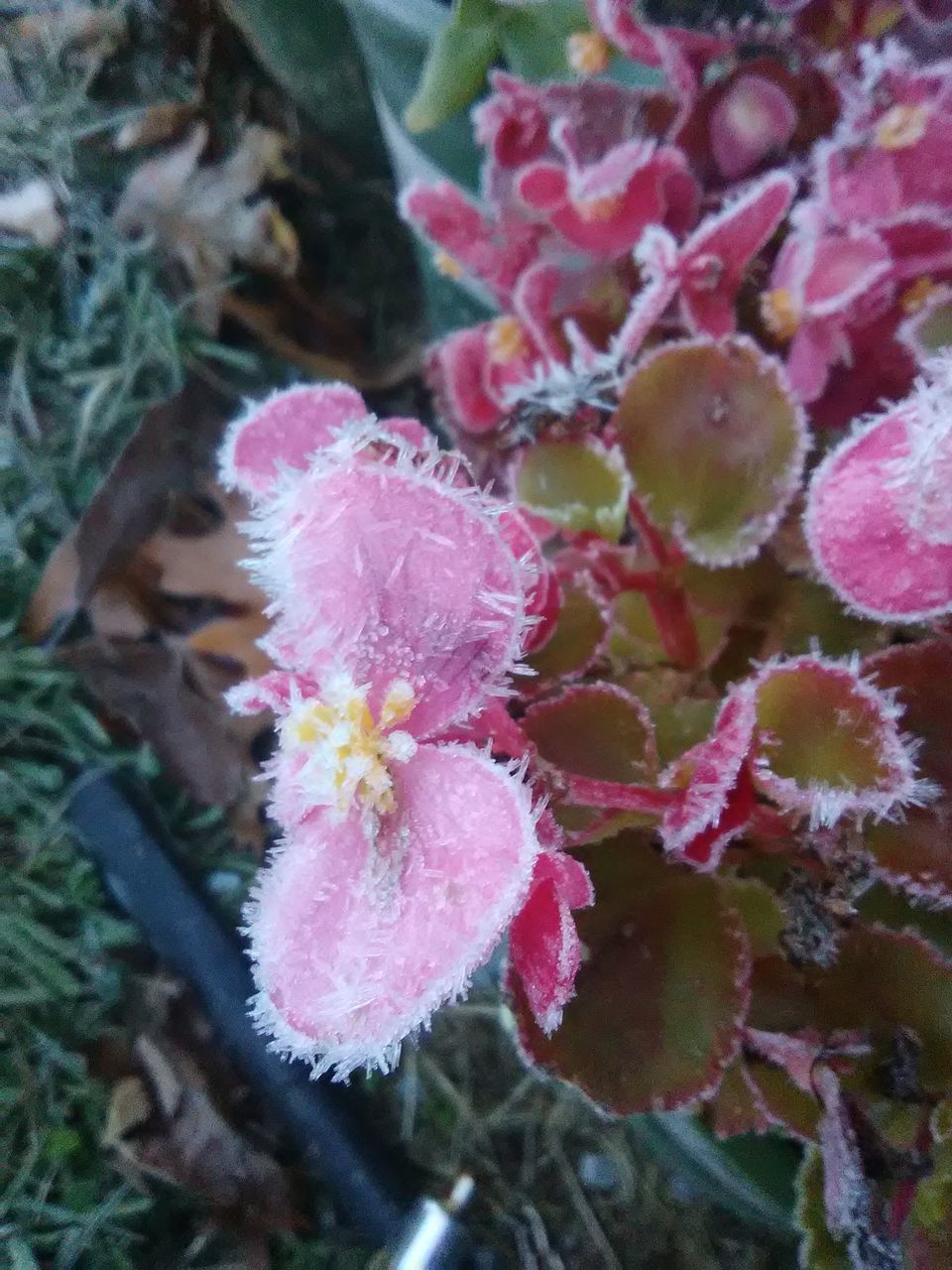 CLOSE-UP OF PINK FLOWERING PLANT IN SNOW