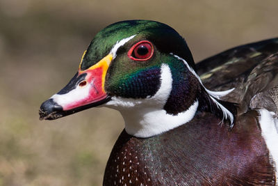 Close-up of a bird