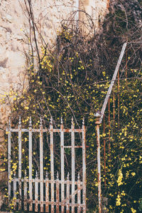 Plants growing by gate