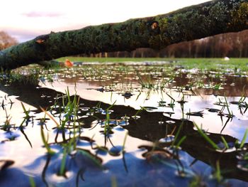Close-up of lake against sky
