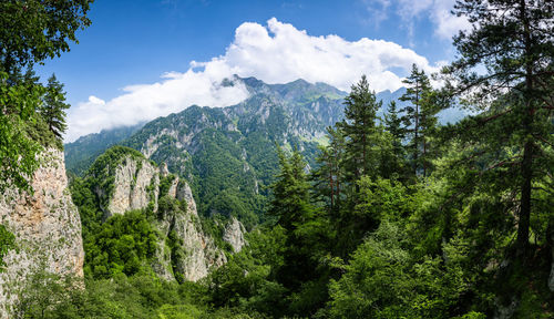 Panoramic view of trees and mountains against sky