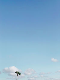 Low angle view of plant against blue sky