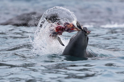 Elephant island, south shetlands, antarctica. leopard seal eating a penguin.