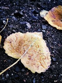 High angle view of bread on rock