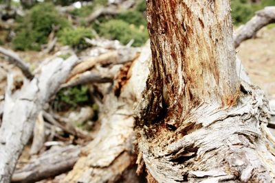 Close-up of tree trunk