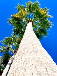 Low angle view of palm tree against blue sky