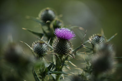 Close-up of thistle flowers