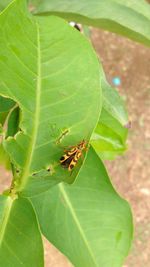 Close-up of insect on leaf