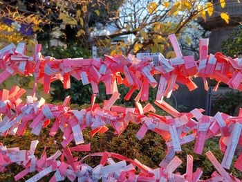 Multi colored umbrellas hanging on tree outside temple