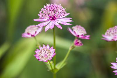 Close-up of pink flowers blooming outdoors