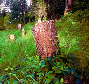 Trees in forest