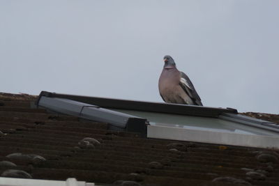 Low angle view of bird perching on roof