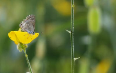 Butterfly pollinating on yellow flower