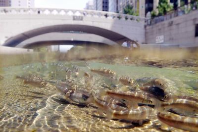 Close-up of fish swimming in water