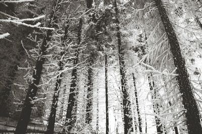 Bare trees against sky