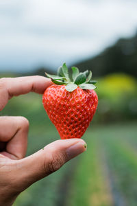 Midsection of person holding strawberry