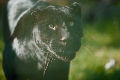 Close-up of black panther