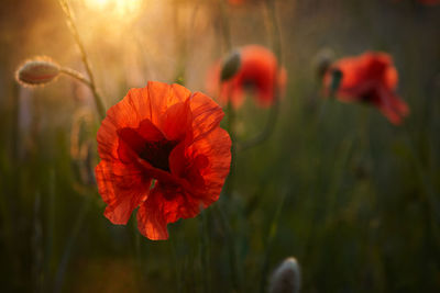 Close-up of red poppy flower