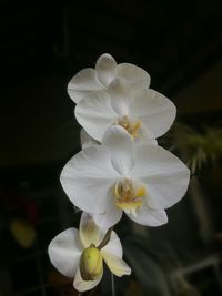 Close-up of white flowers blooming outdoors