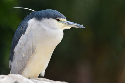 Close-up of a bird