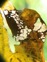 Close-up of insect on leaf