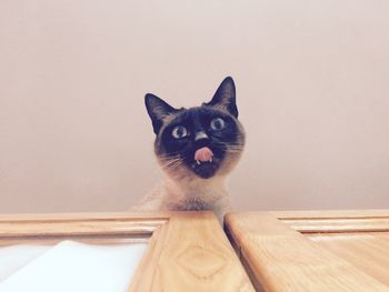 Close-up portrait of cat